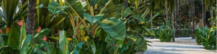 Endemic garden and peyzaj kapak logo